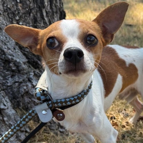 BERNARD - Chihuahua available for adoption