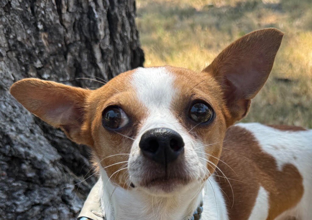 Bernard Image
