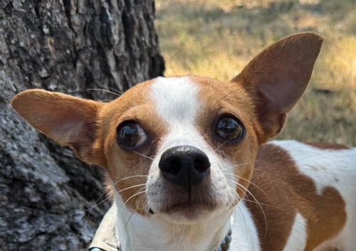 BERNARD - Chihuahua available for adoption