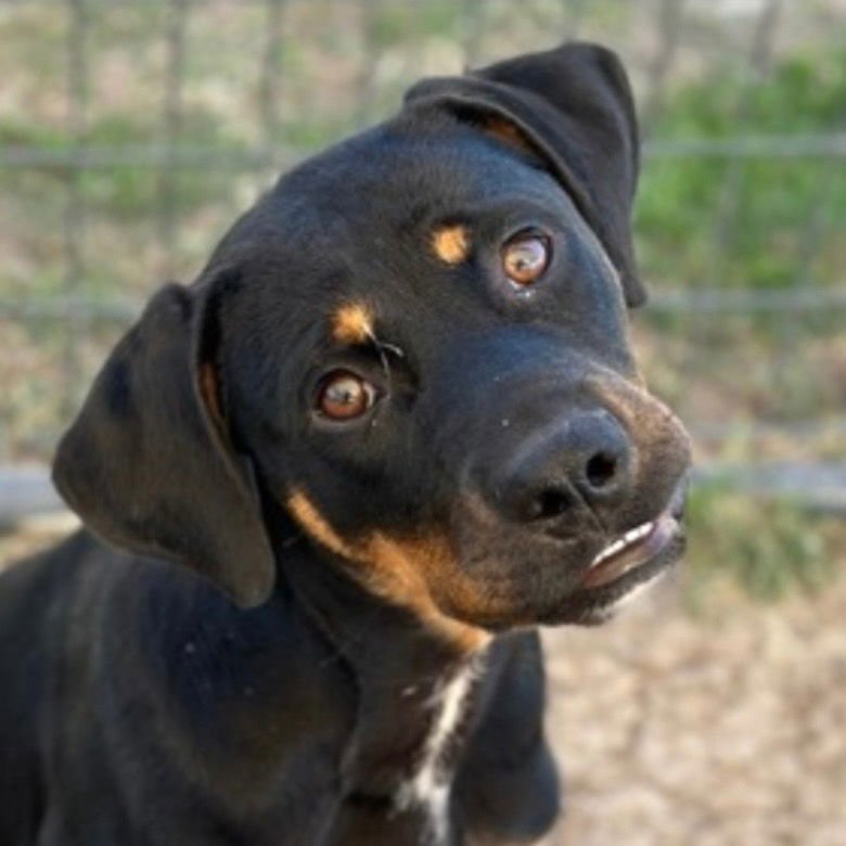 MONTY - Rottweiler / Terrier available for adoption