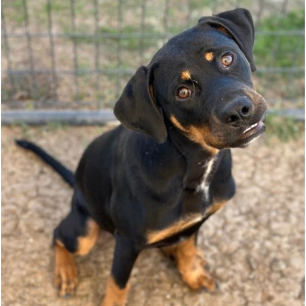 MONTY - Rottweiler / Terrier available for adoption