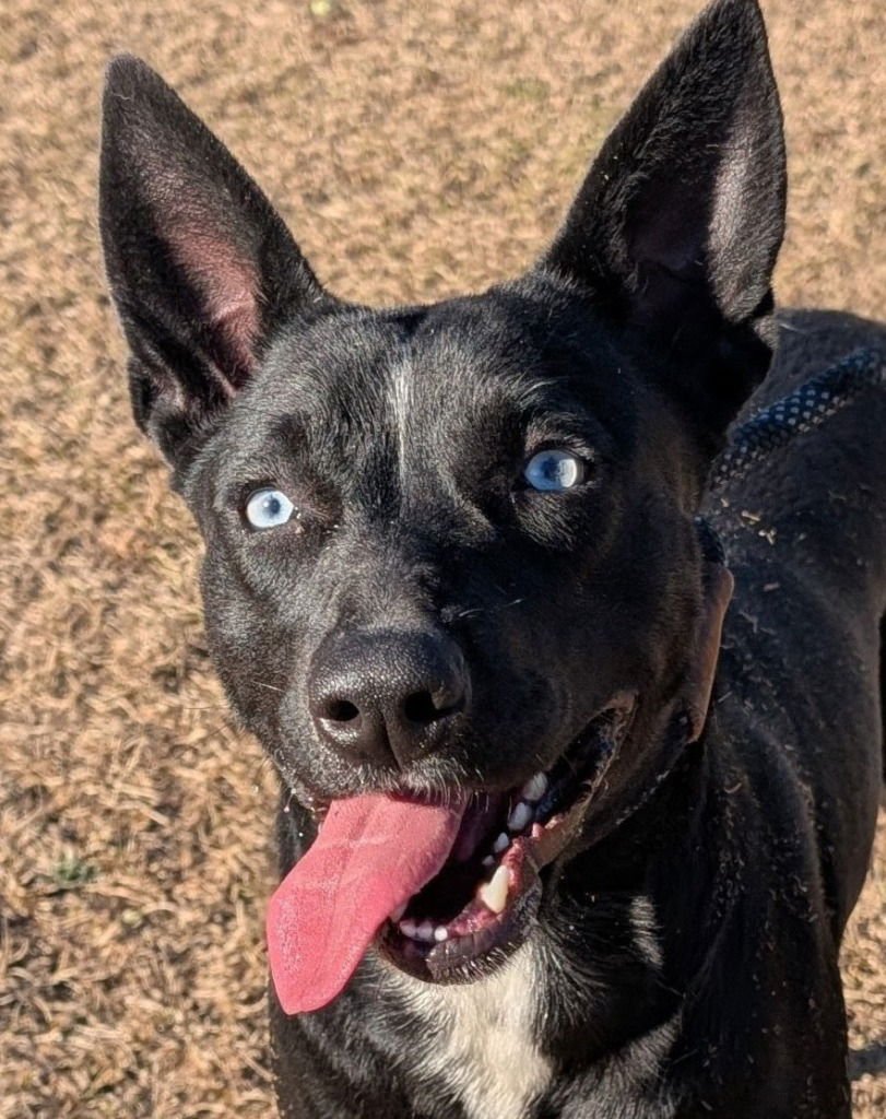 RAVEN - Australian Cattle Dog/Blue Heeler / Terrier available for adoption