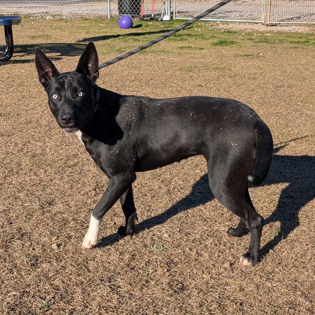 RAVEN - Australian Cattle Dog/Blue Heeler / Terrier available for adoption