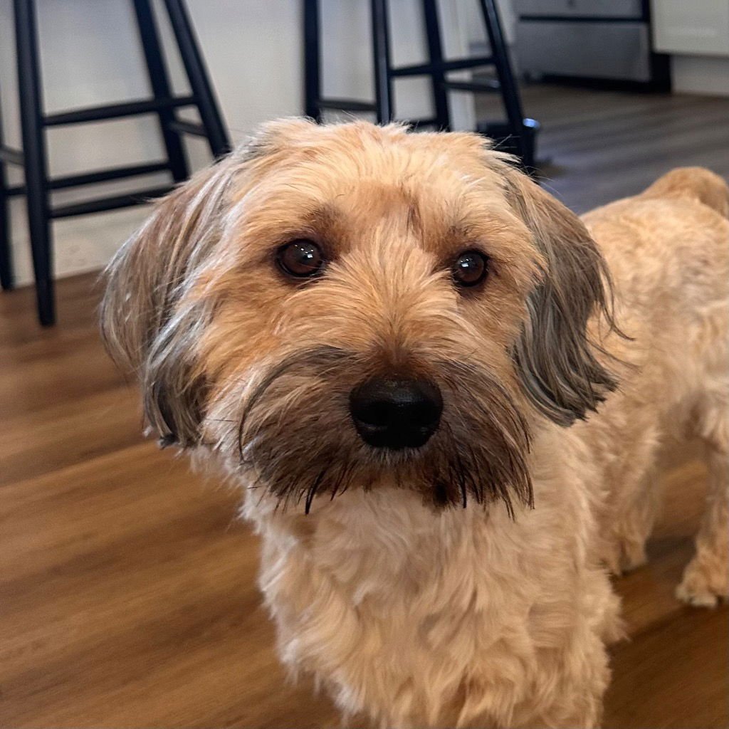 WINSTON - Havanese / Terrier available for adoption