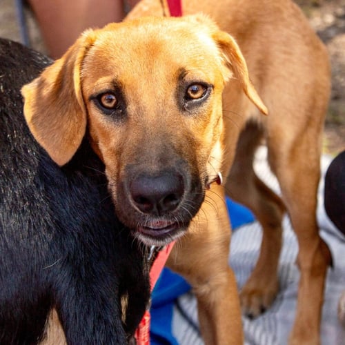 FEATHER - Shepherd / Terrier available for adoption