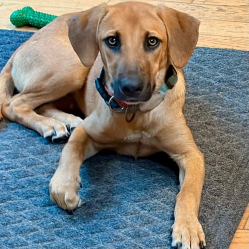 FEATHER - Shepherd / Terrier available for adoption