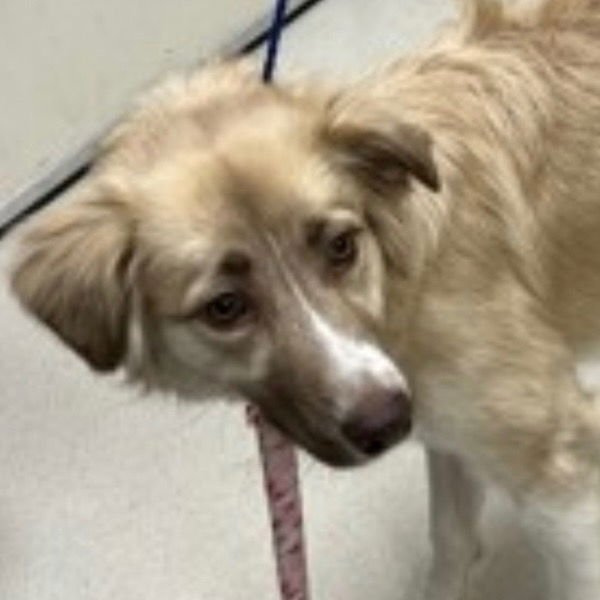 SADIE - Australian Shepherd / Collie available for adoption