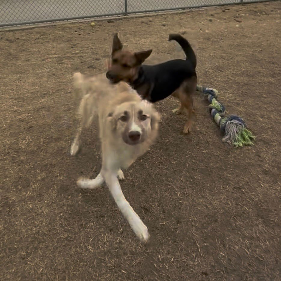 SADIE - Australian Shepherd / Collie available for adoption