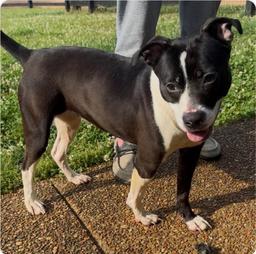 LADY LUCK - Terrier available for adoption