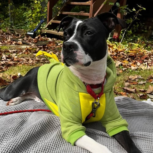 LADY LUCK - Terrier available for adoption
