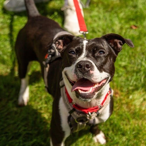 LADY LUCK - Terrier available for adoption