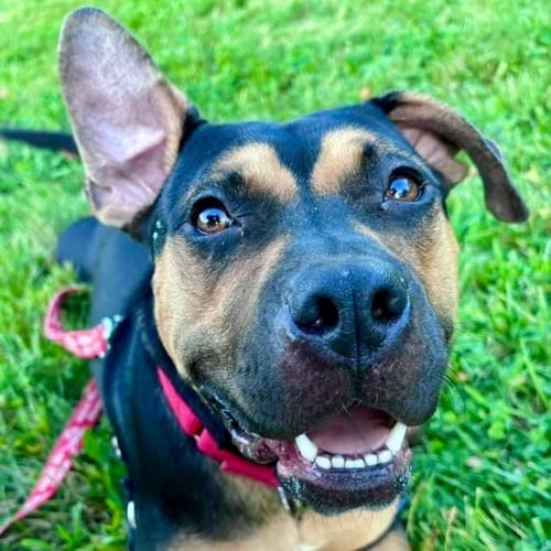 MOLLY - Terrier / Terrier for adoption in Hartford