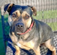 Molly - Photo 2