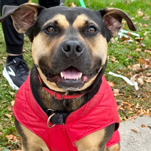 MOLLY - Terrier / Terrier available for adoption