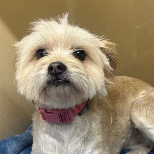 MALIBU - Terrier available for adoption