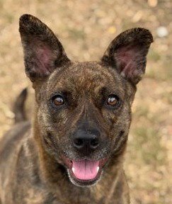 KIRA FLOR - Terrier available for adoption