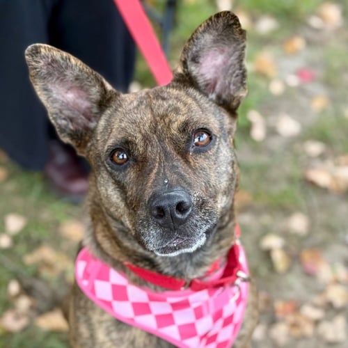 KIRA FLOR - Terrier available for adoption