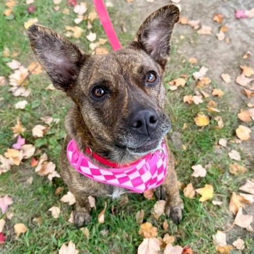 KIRA FLOR - Terrier available for adoption