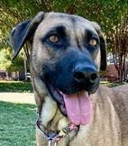 LEENA - German Shepherd Dog / Terrier available for adoption