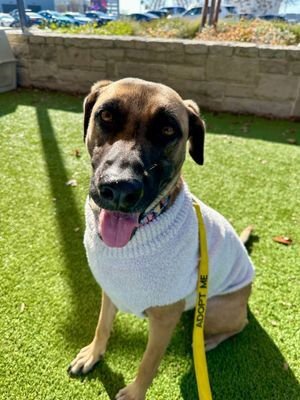 LEENA - German Shepherd Dog / Terrier available for adoption