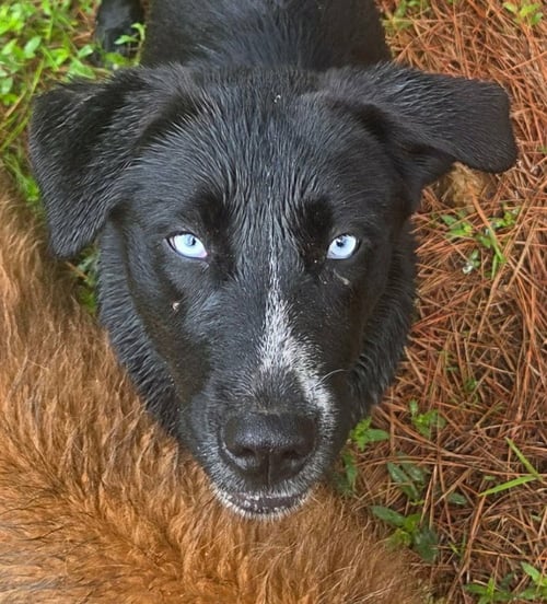 SALSA - Retriever / Terrier available for adoption