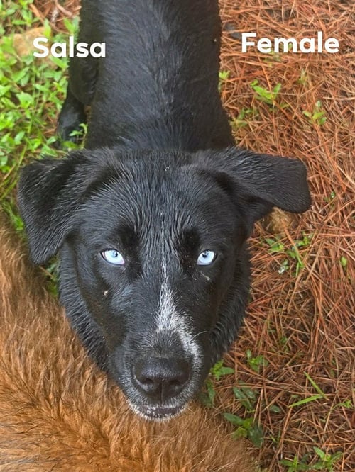 SALSA - Retriever / Terrier available for adoption