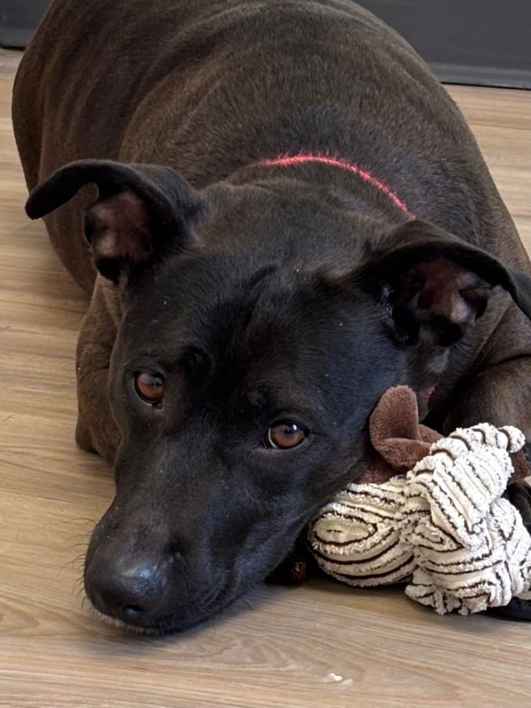 LILY - Terrier available for adoption