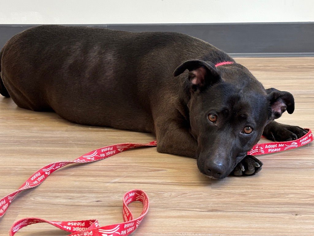 LILY - Terrier available for adoption