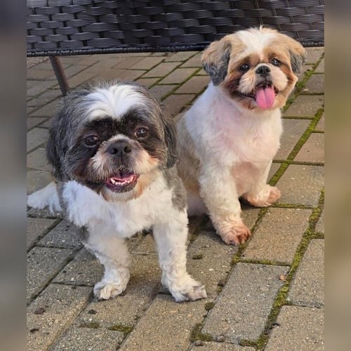 MINNIE - Shih Tzu available for adoption