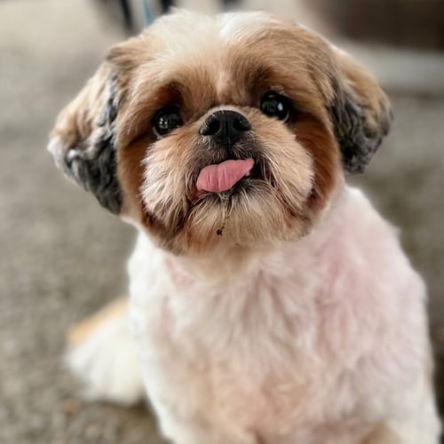 MINNIE - Shih Tzu available for adoption