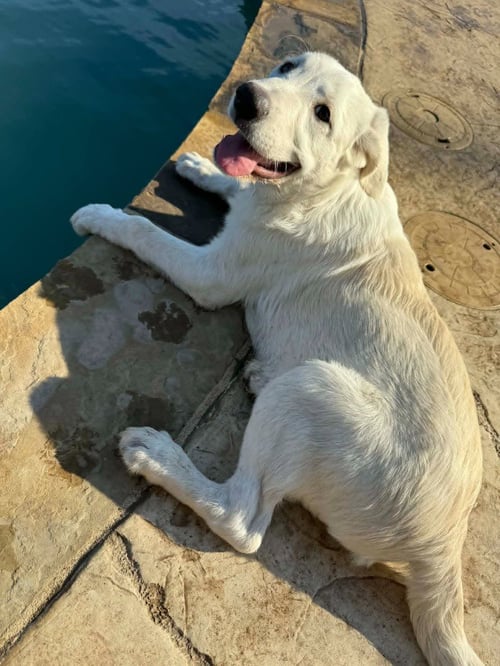 BUTTER - German Shepherd Dog / Terrier available for adoption