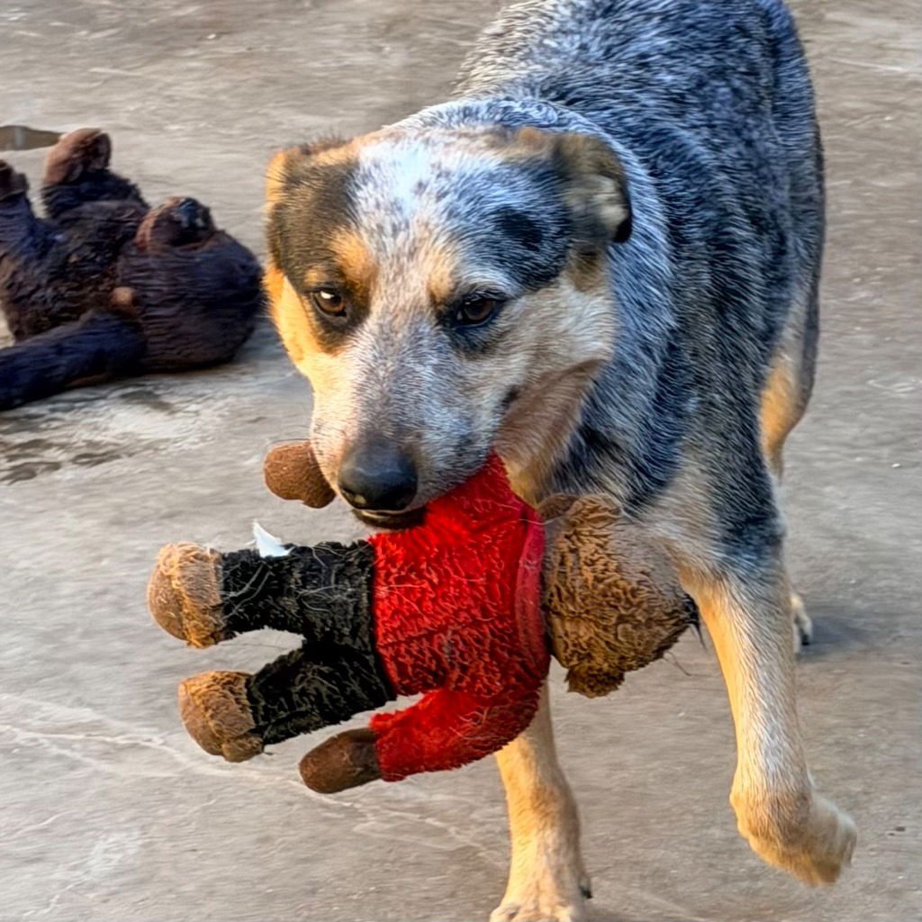 KEITH - Australian Cattle Dog/Blue Heeler available for adoption