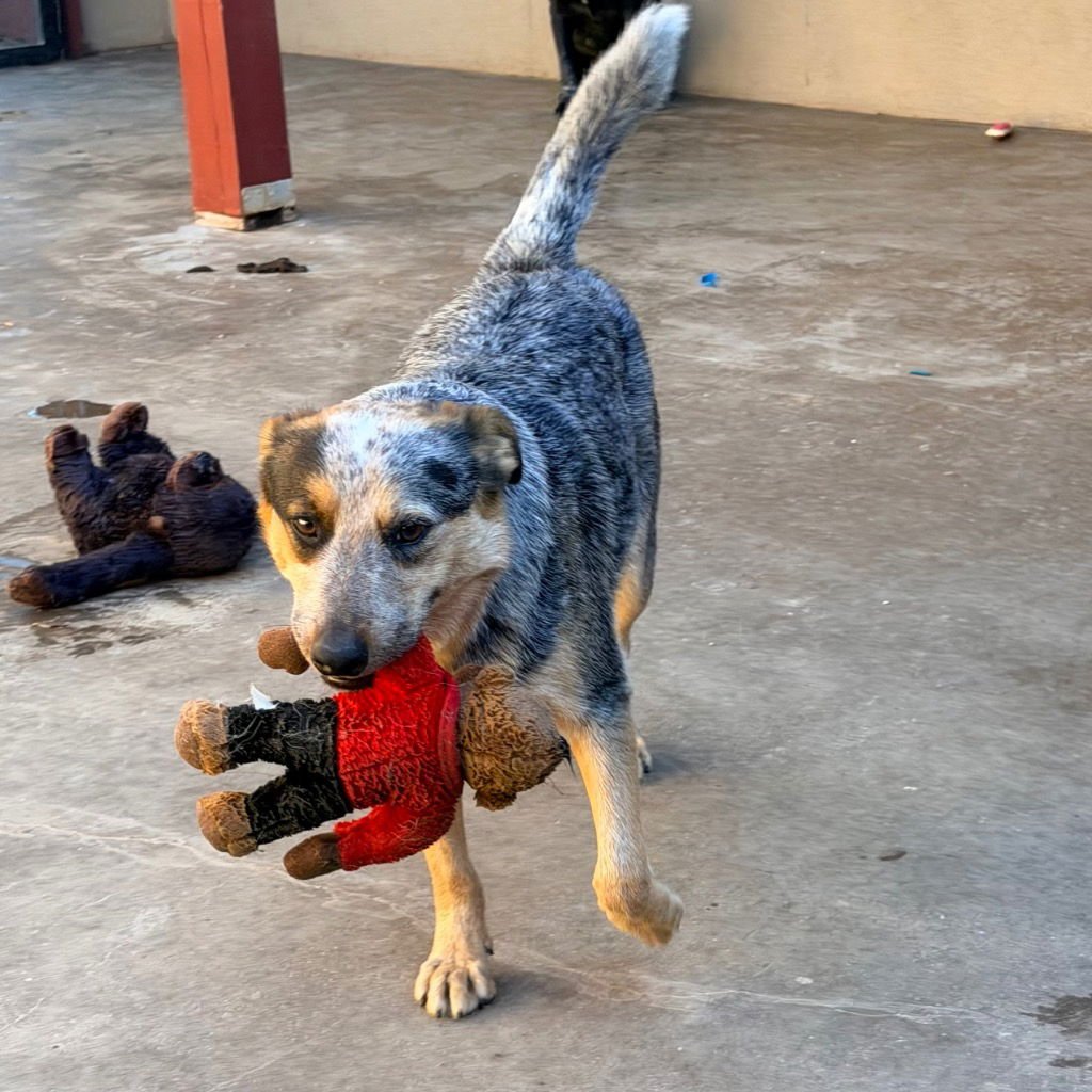 KEITH - Australian Cattle Dog/Blue Heeler available for adoption