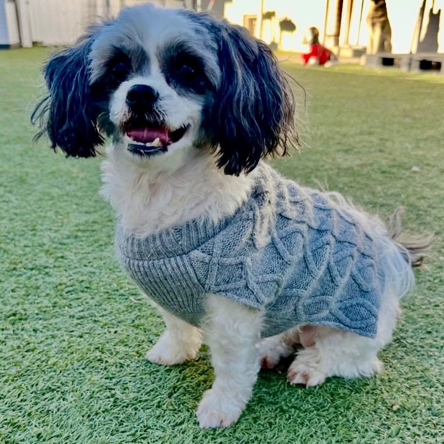 ZUNA - Shih Tzu / Terrier available for adoption