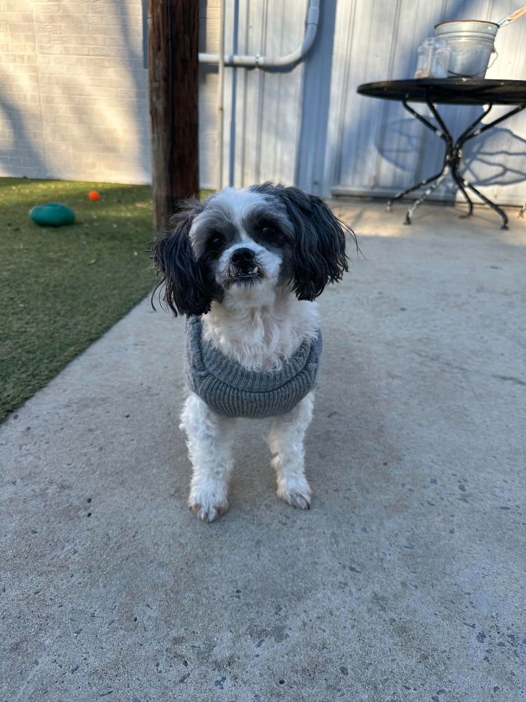 ZUNA - Shih Tzu / Terrier available for adoption