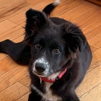 Rowdy - Photo 1