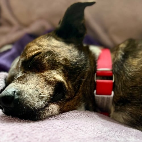 LOUISE - Terrier available for adoption