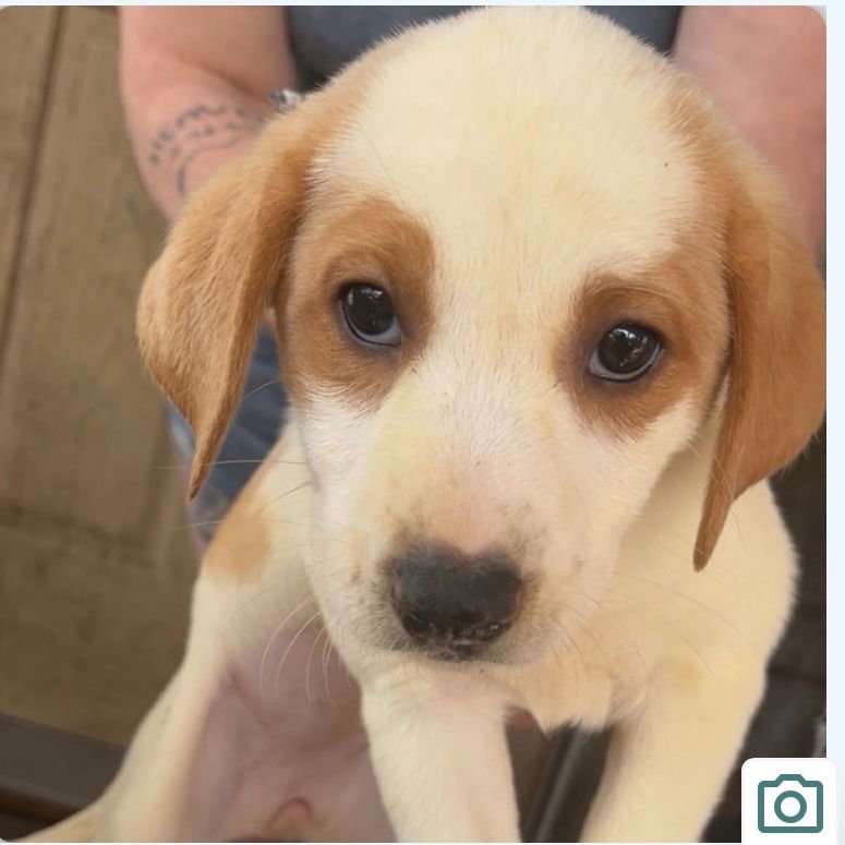 ROSABELLE - Terrier available for adoption