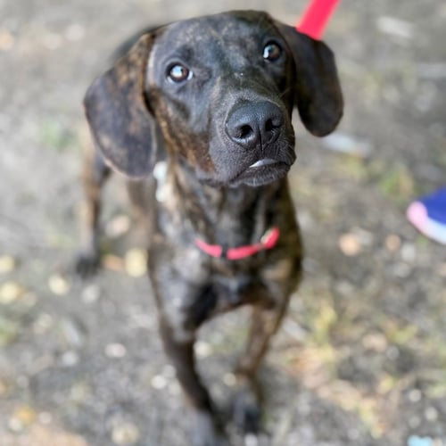 COWBOY - Hound / Terrier available for adoption
