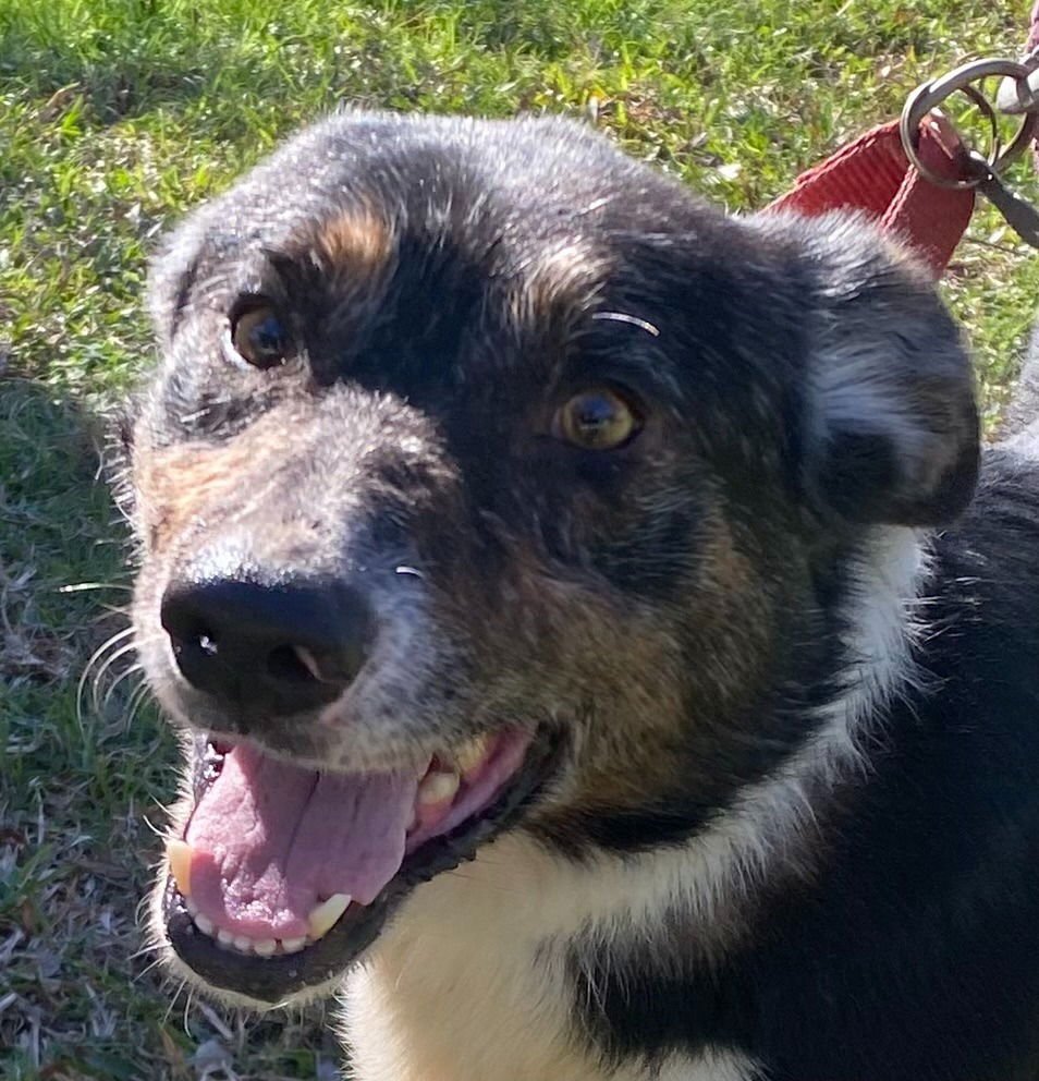 MAX - Border Collie / Terrier available for adoption