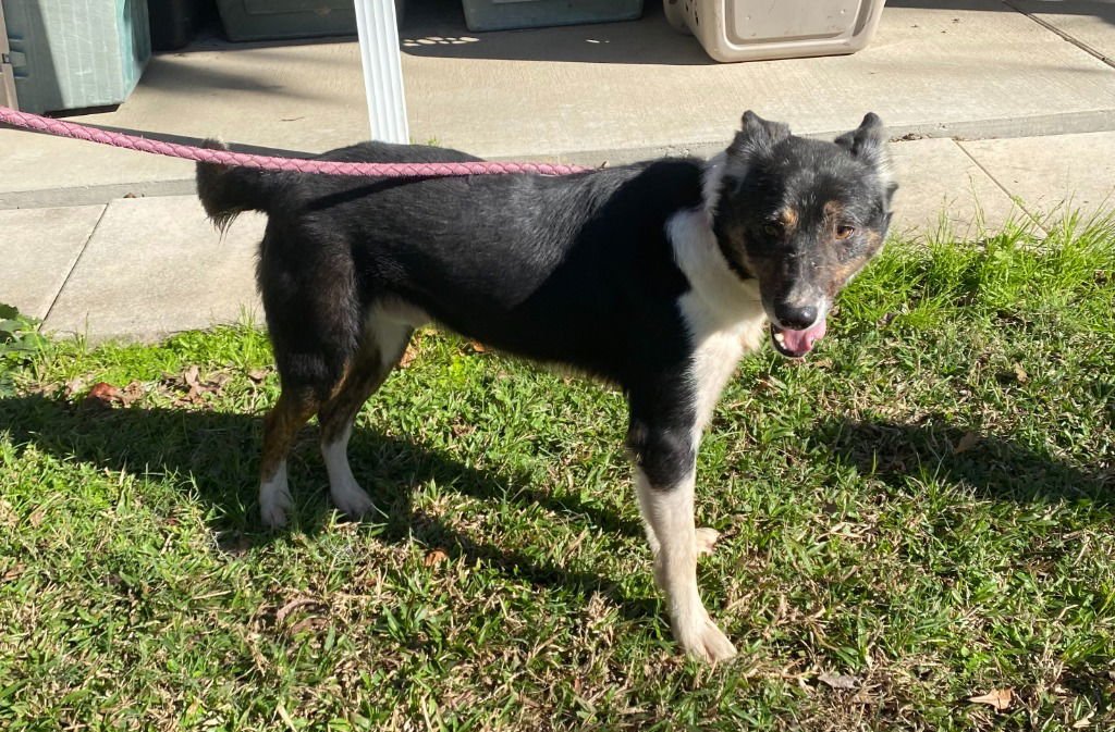 MAX - Border Collie / Terrier available for adoption