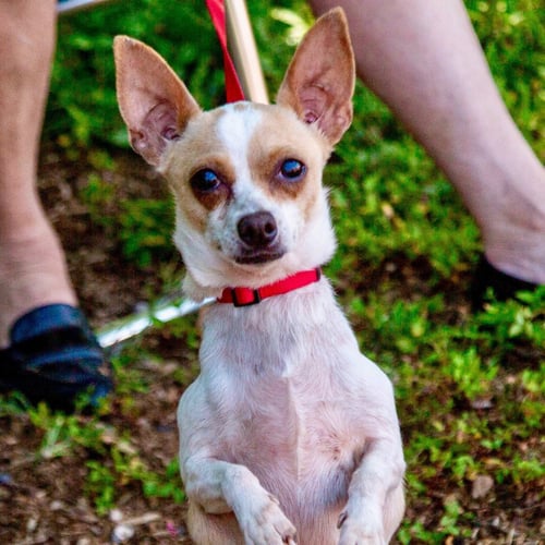 LILLY - Chihuahua / Terrier available for adoption