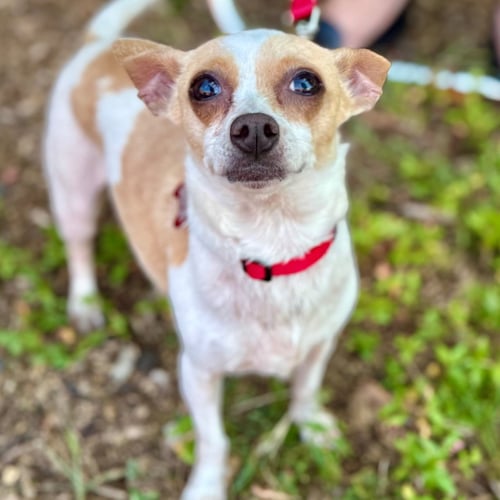 LILLY - Chihuahua / Terrier available for adoption