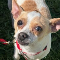 Lilly - Photo 3
