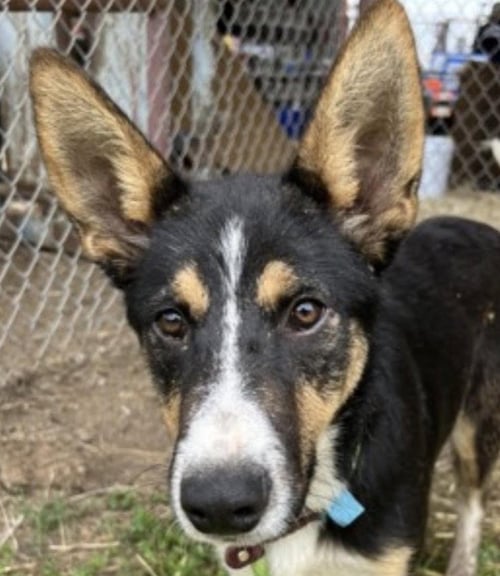 NUTMEG - Shepherd / Terrier available for adoption