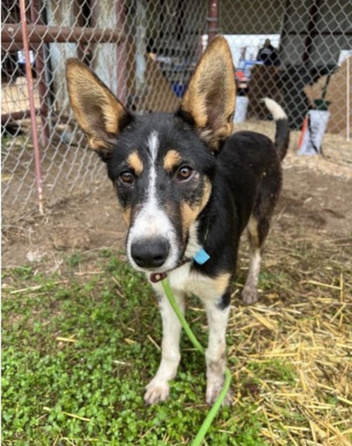 NUTMEG - Shepherd / Terrier available for adoption