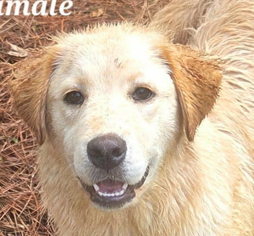 TAMALE - Retriever / Terrier available for adoption