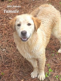 Tamale - Photo 2