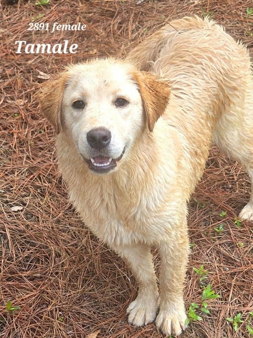 TAMALE - Retriever / Terrier available for adoption