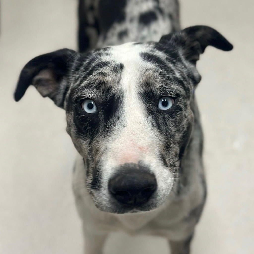 STARFIRE - Catahoula Leopard Dog / Terrier available for adoption